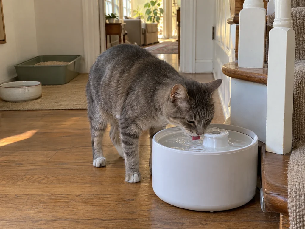 New Cat Kidney Disease Guidelines Ask for Two Water Sources and Two Litter Trays per Cat
