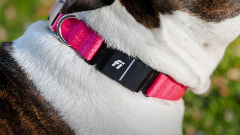 Close-up of a dog wearing a pink Fi Series 3+ collar with the black tracker module on the side of the neck