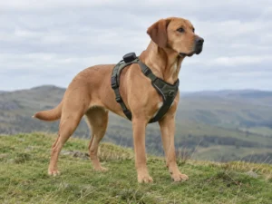 Satellite Pet Trackers Are Coming: What a Geostationary Link Can and Cannot Do