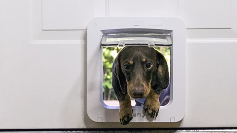 A dachshund stepping in through a white SureFlap Microchip Pet Door Connect fitted low in a white panel door, with the clear flap raised