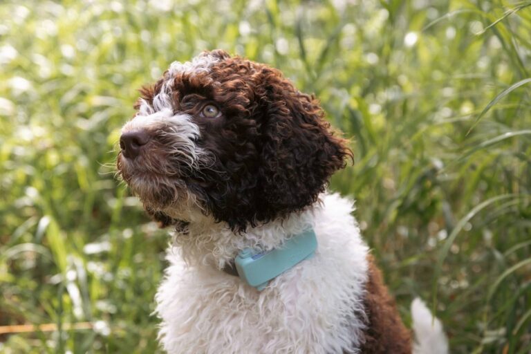 A dog wearing a light blue Tractive DOG 6 tracker clipped to its collar, photographed outdoors